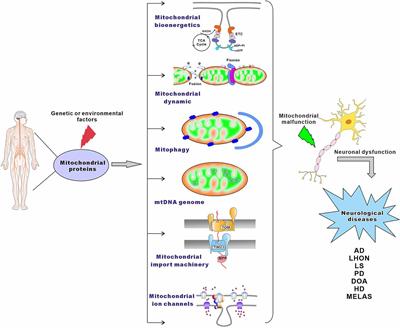 Mitochondrial protein dysfunction in pathogenesis of neurological diseases